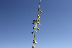 Crotalaria argyraea