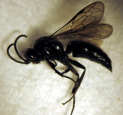 Argogorytes carbonarius