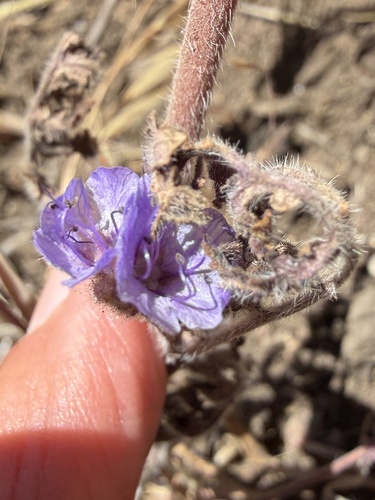 Phacelia distans observed 2026-07-02
