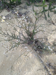 Leucopogon microphyllus