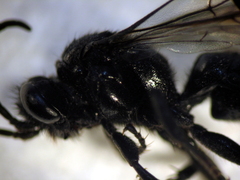 Argogorytes carbonarius