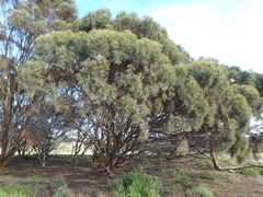 Eucalyptus spathulata spathulata