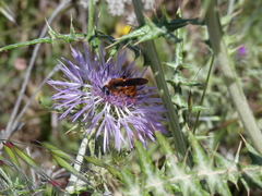 Dasyscolia ciliata