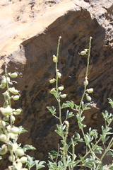 Crotalaria argyraea