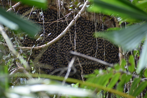 Apis dorsata