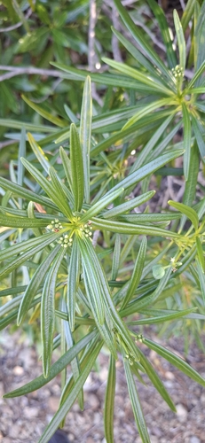 Rauvolfia viridis observed 2026-07-04