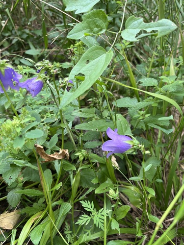 Campanula komarovii, photograph 4