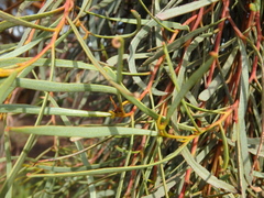 Eucalyptus spathulata spathulata