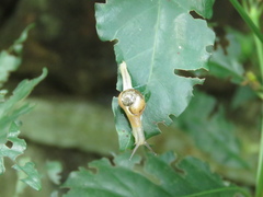 Helicarionoidea