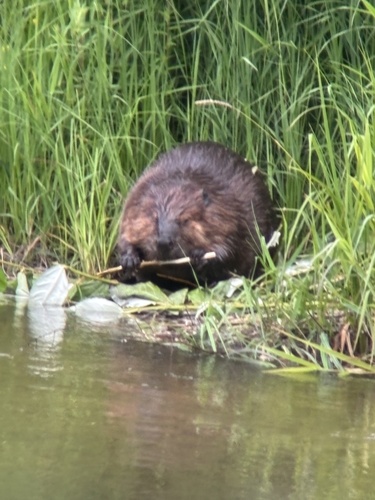 American Beaver