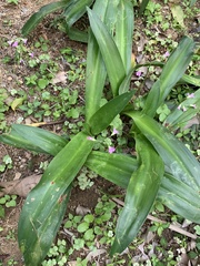 Hymenocallis littoralis