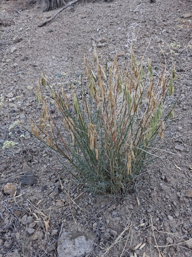 Astragalus filipes