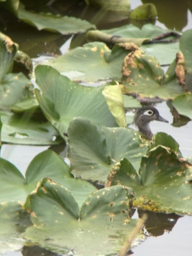 Wood Duck