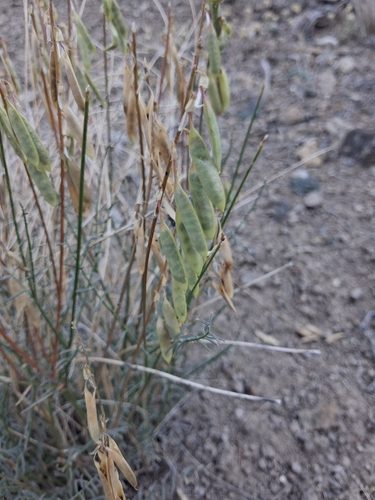 Astragalus filipes, photograph 2