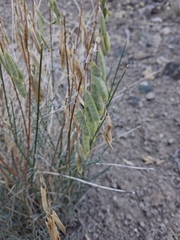 Astragalus filipes, photograph (c) Hannah K. Maielua, some rights reserved (CC BY)