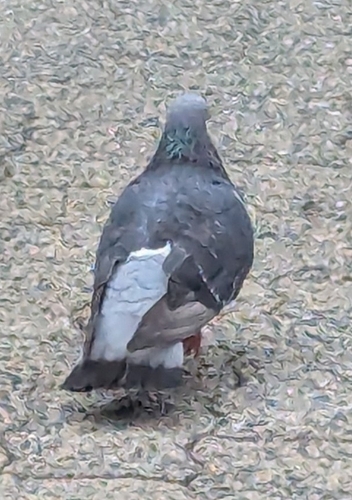 Rock Pigeon