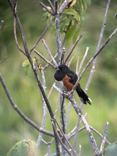Spotted Towhee