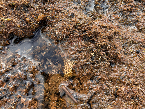 Leptastrea purpurea, 2026-06-04