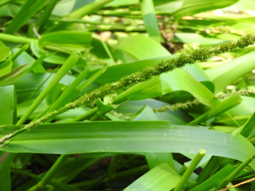 Hymenachne amplexicaulis, photograph 6