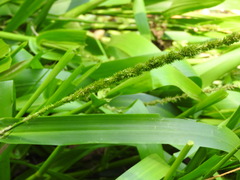 Hymenachne amplexicaulis, photograph (c) Alexis López Hernández, some rights reserved (CC BY)
