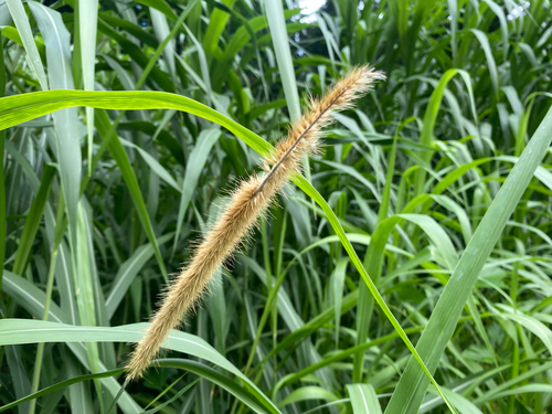 Cenchrus purpureus observed 2026-07-03