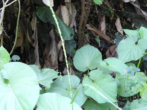 Hymenachne amplexicaulis, photograph 2