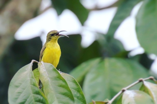 Garden Sunbird (Cinnyris jugularis), photo 5