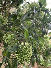 Pavetta hongkongensis