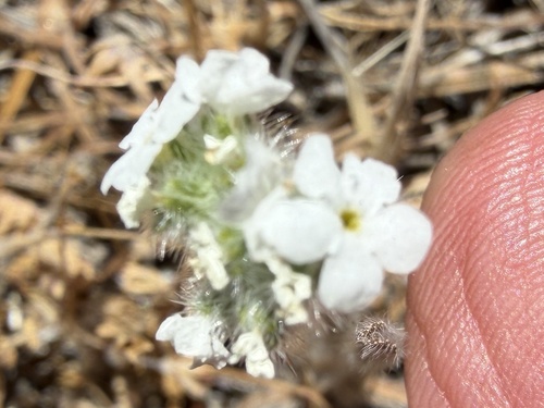 Cryptantha intermedia observed 2026-07-02