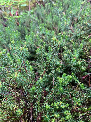 black crowberry