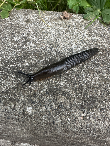 Black Slug