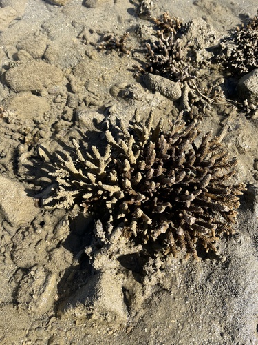 Acropora aspera observed 2026-06-29