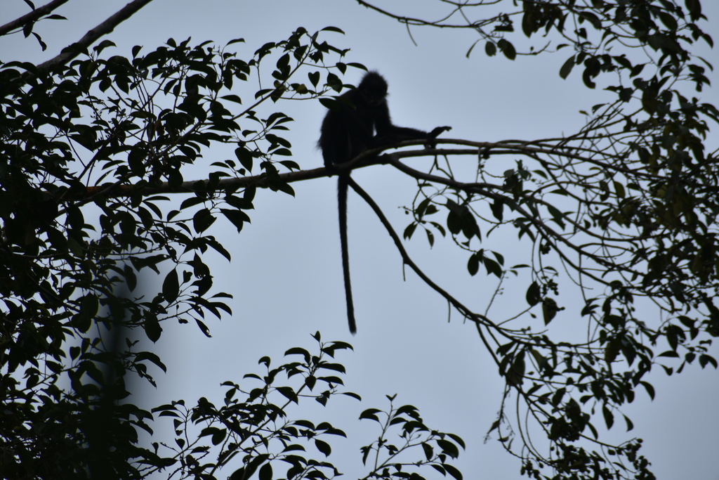 East Sumatran Banded Langur (Presbytis percura)