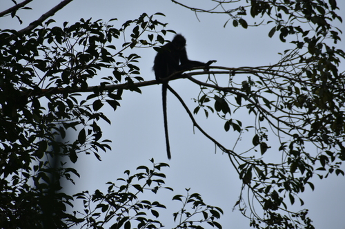 Presbytis percura