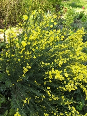 Cytisus × praecox