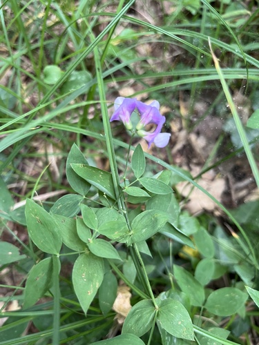 Lathyrus laxiflorus, photograph 6