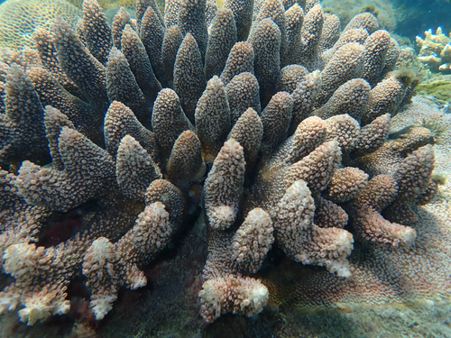 Acropora robusta observed 2026-07-03