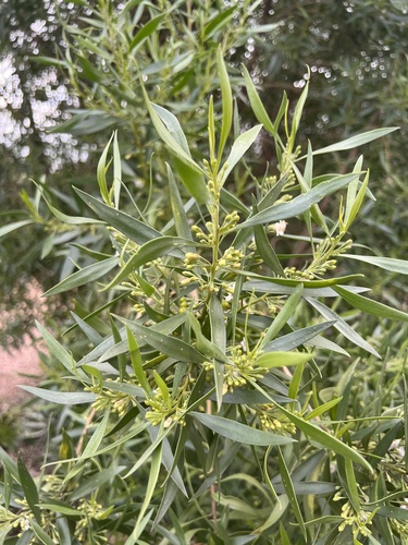 waterbush