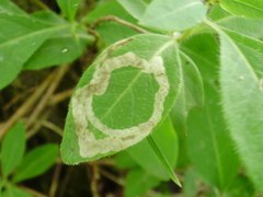 Aulagromyza hendeliana