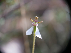 Eriochilus collinus