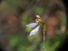 Eriochilus collinus
