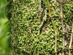 (c) Alexis López Hernández, some rights reserved (CC BY) Peperomia cyclophylla, photograph (c) Alexis López Hernández, some rights reserved (CC BY)