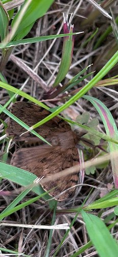 Spongy Moth