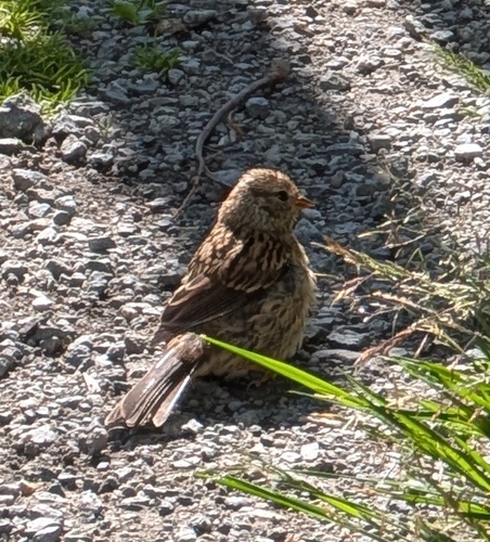White-crowned Sparrow