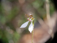 Eriochilus collinus
