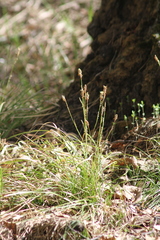 Carex pediformis macroura