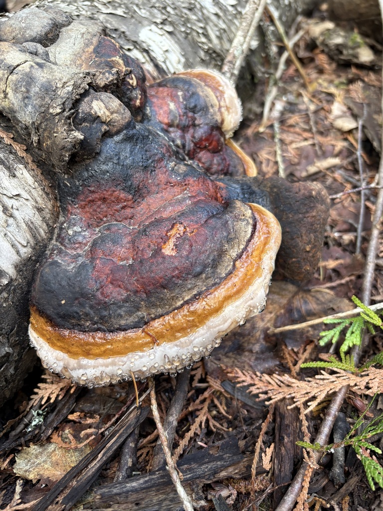 Northern Red Belt · July 2026 · photo: Photo: (c) sylbobaggins, some rights reserved (CC BY) · iNaturalist