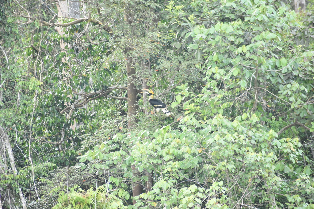Enggang papan (Buceros bicornis)