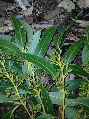 Eucalyptus botryoides, photograph 5