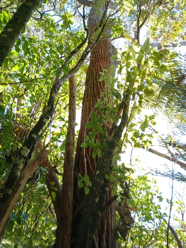 Eucalyptus botryoides, photograph 6